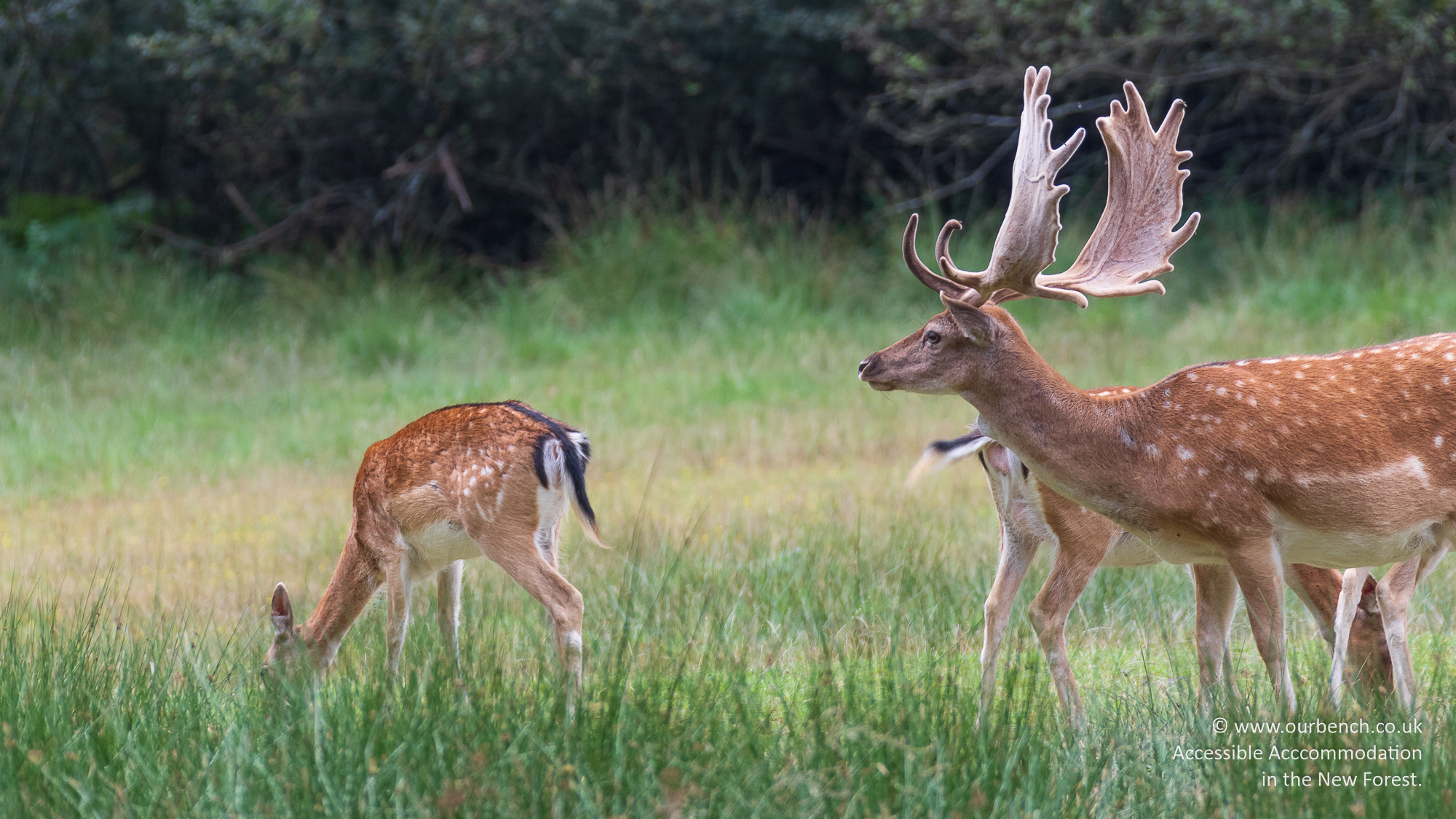 Deer in August